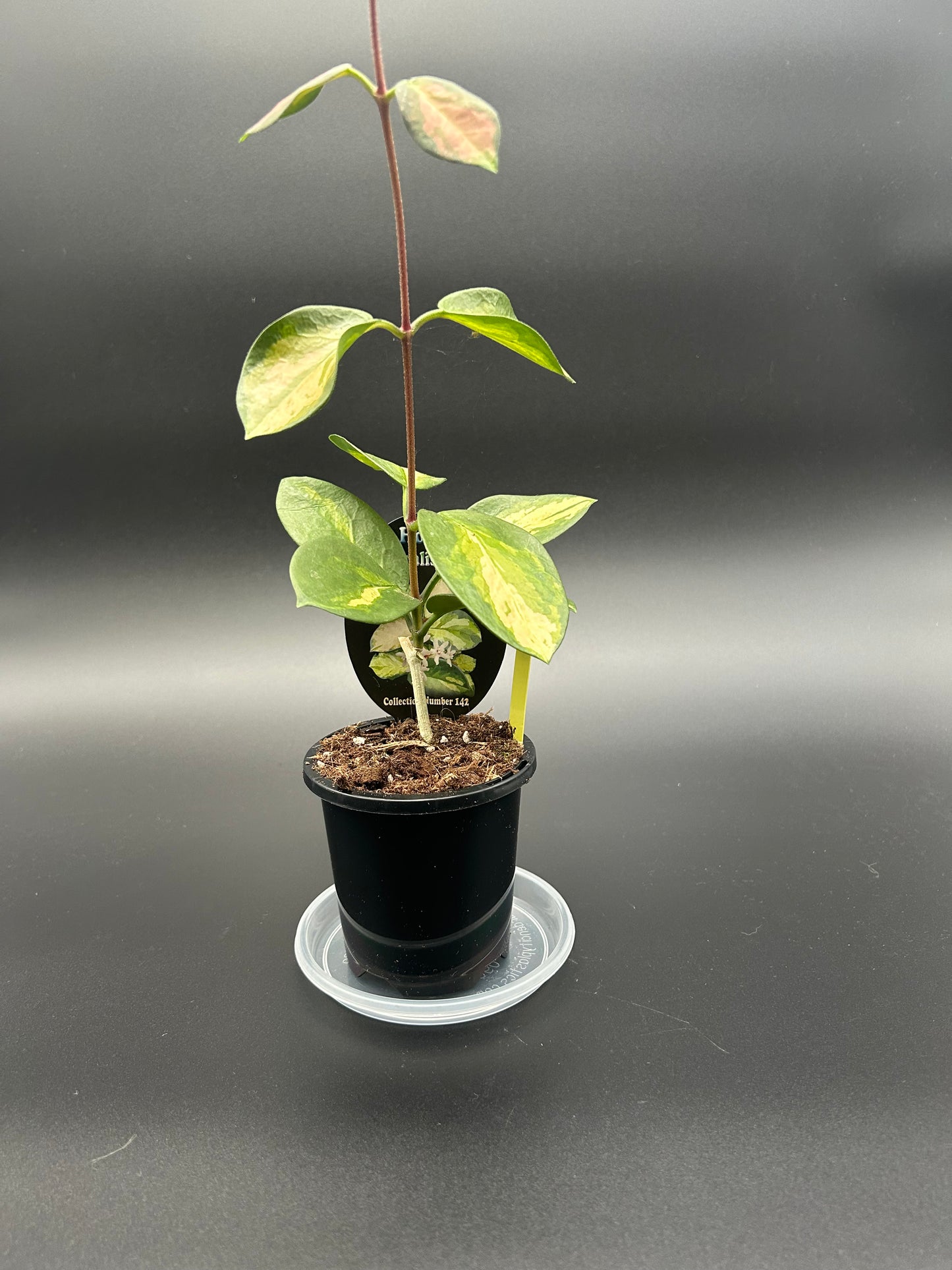 Hoya Australis 'Lisa' (Collection Number 142) 9cm Pot