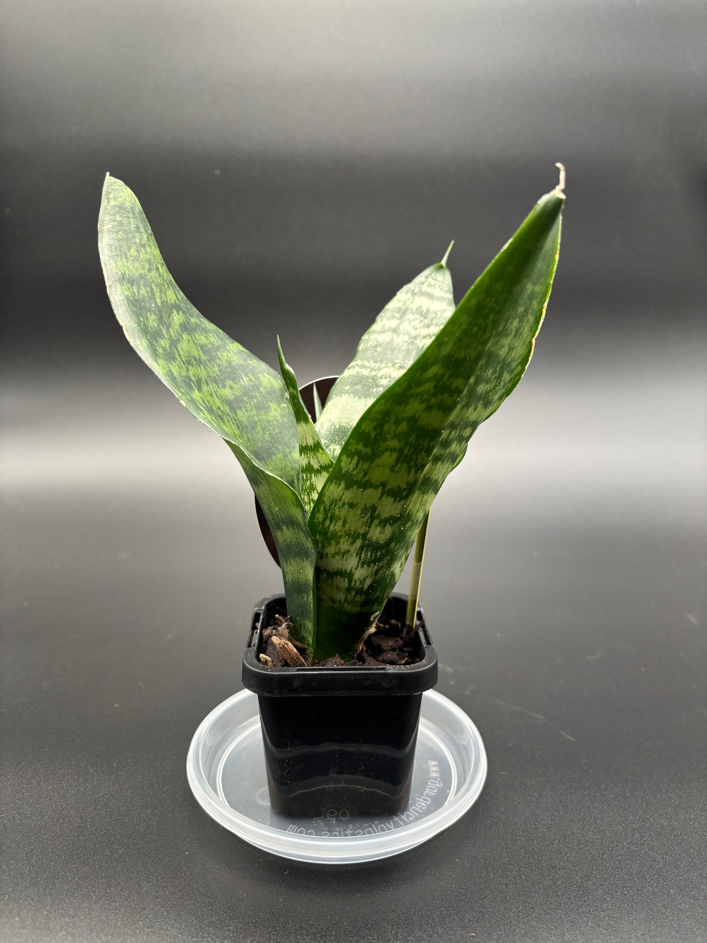 Sansevieria trifasciata 7cm Pot (Yellow)