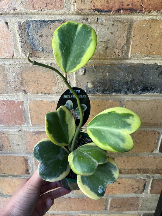 Hoya Kerrii 'Albomarginata' (Collection Number 84) 10cm pot