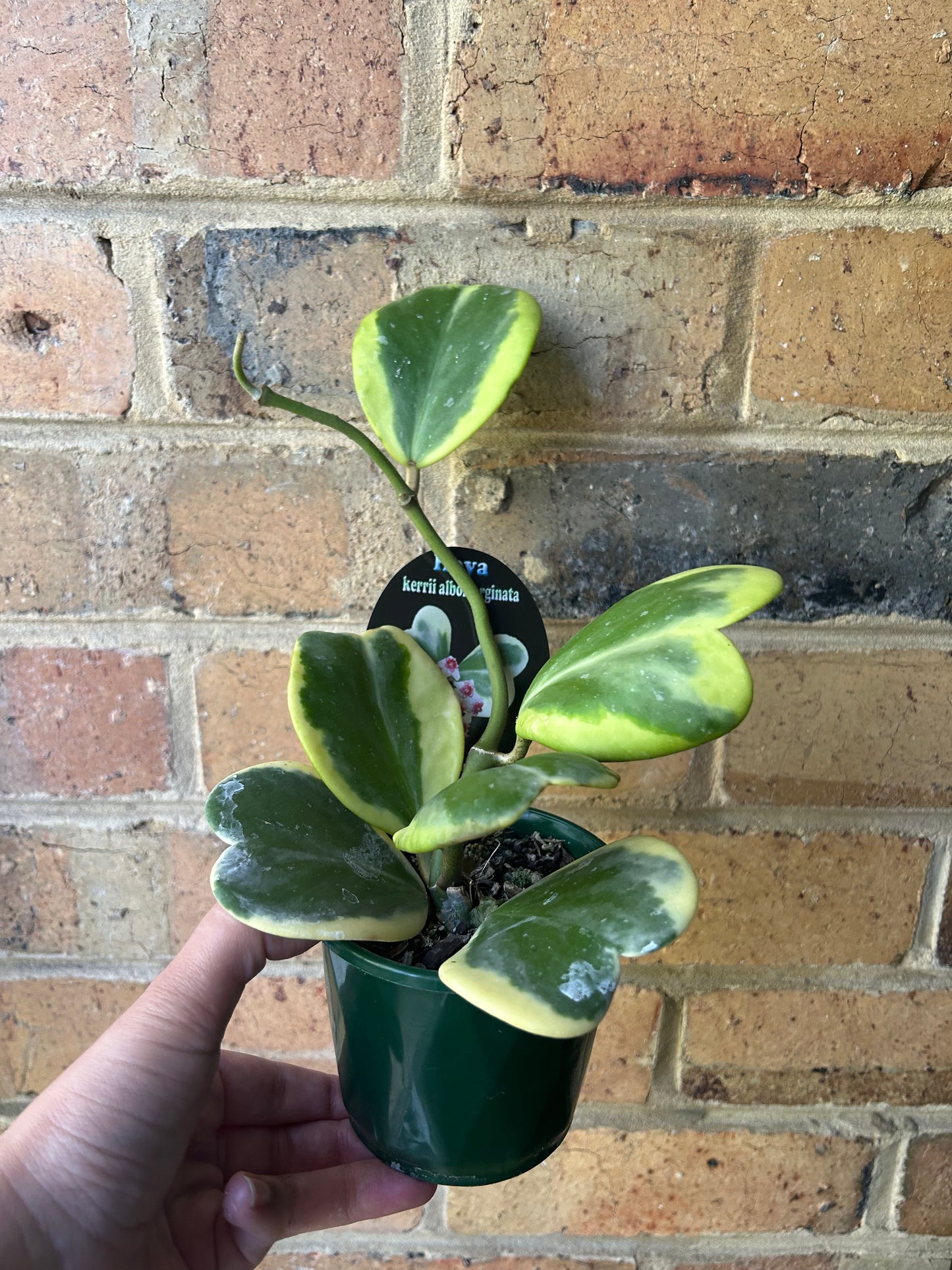 Hoya Kerrii 'Albomarginata' (Collection Number 84) 10cm pot