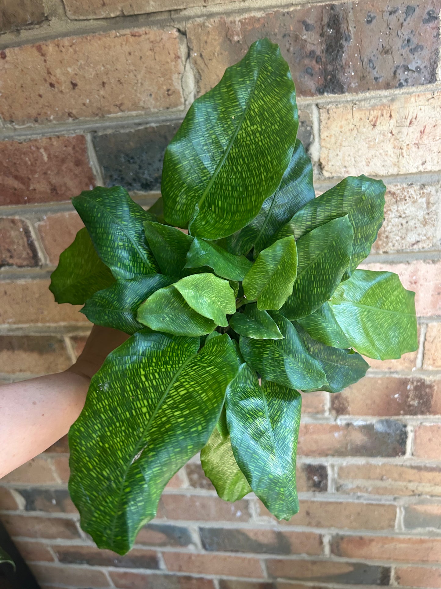 Calathea Musaica (Network Calathea) 12cm pot