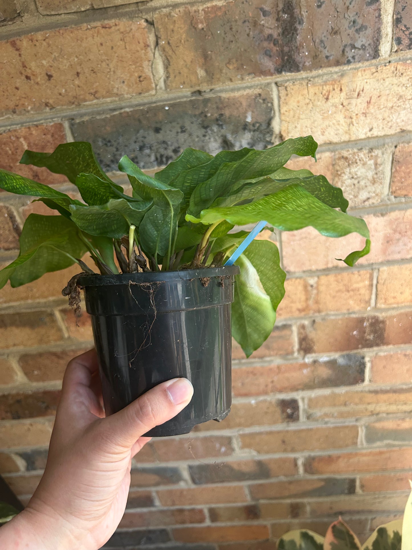 Calathea Musaica (Network Calathea) 12cm pot