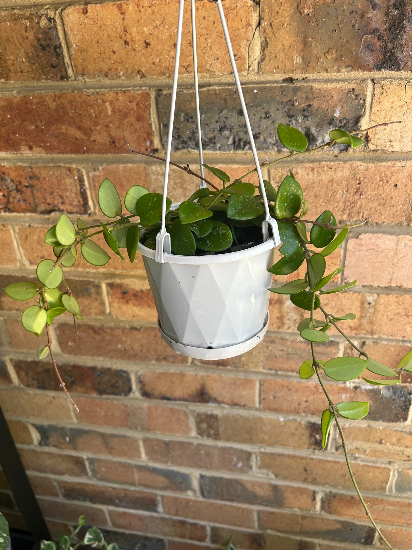 Hoya cv. Mathilde (Collection number 134) 13cm Hanging Pot Multi-planted