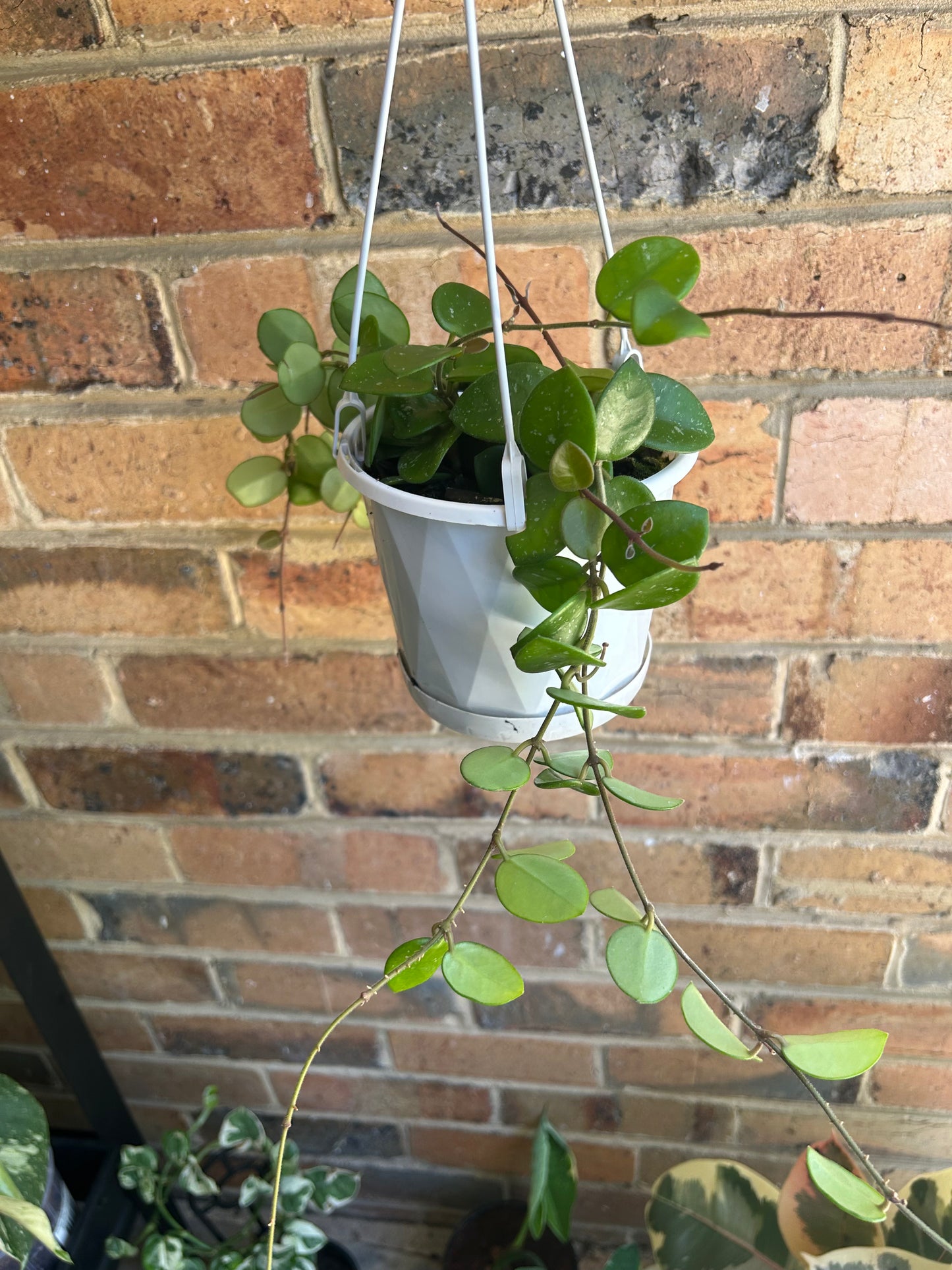 Hoya cv. Mathilde (Collection number 134) 13cm Hanging Pot Multi-planted