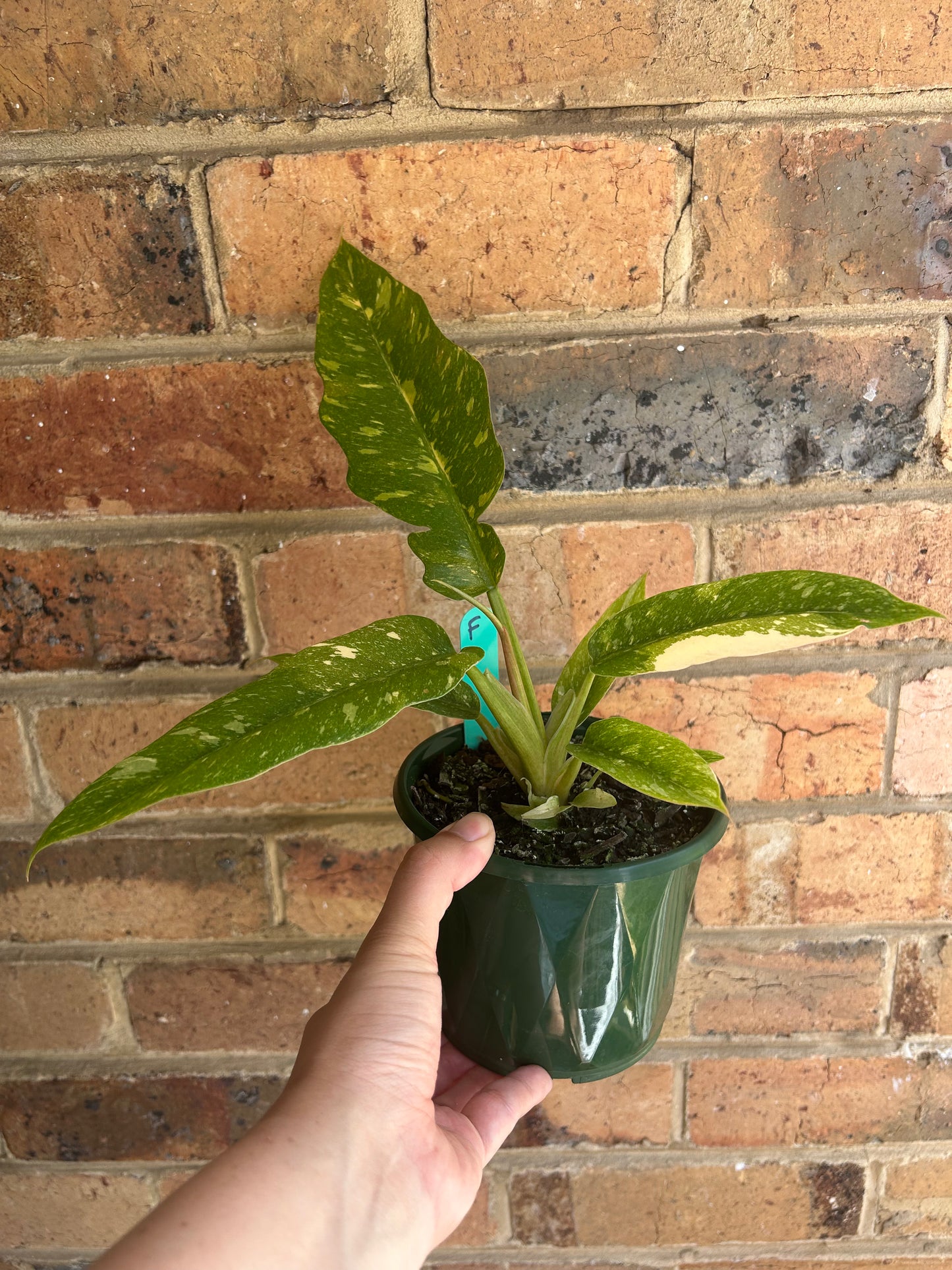 Philodendron Ring of Fire 13cm F