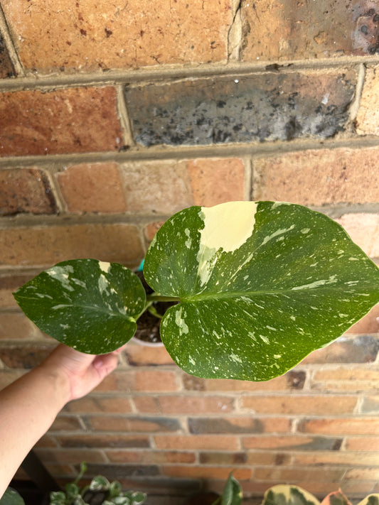 Monstera Deliciosa 'Thai Constellation' 10cm Pot C