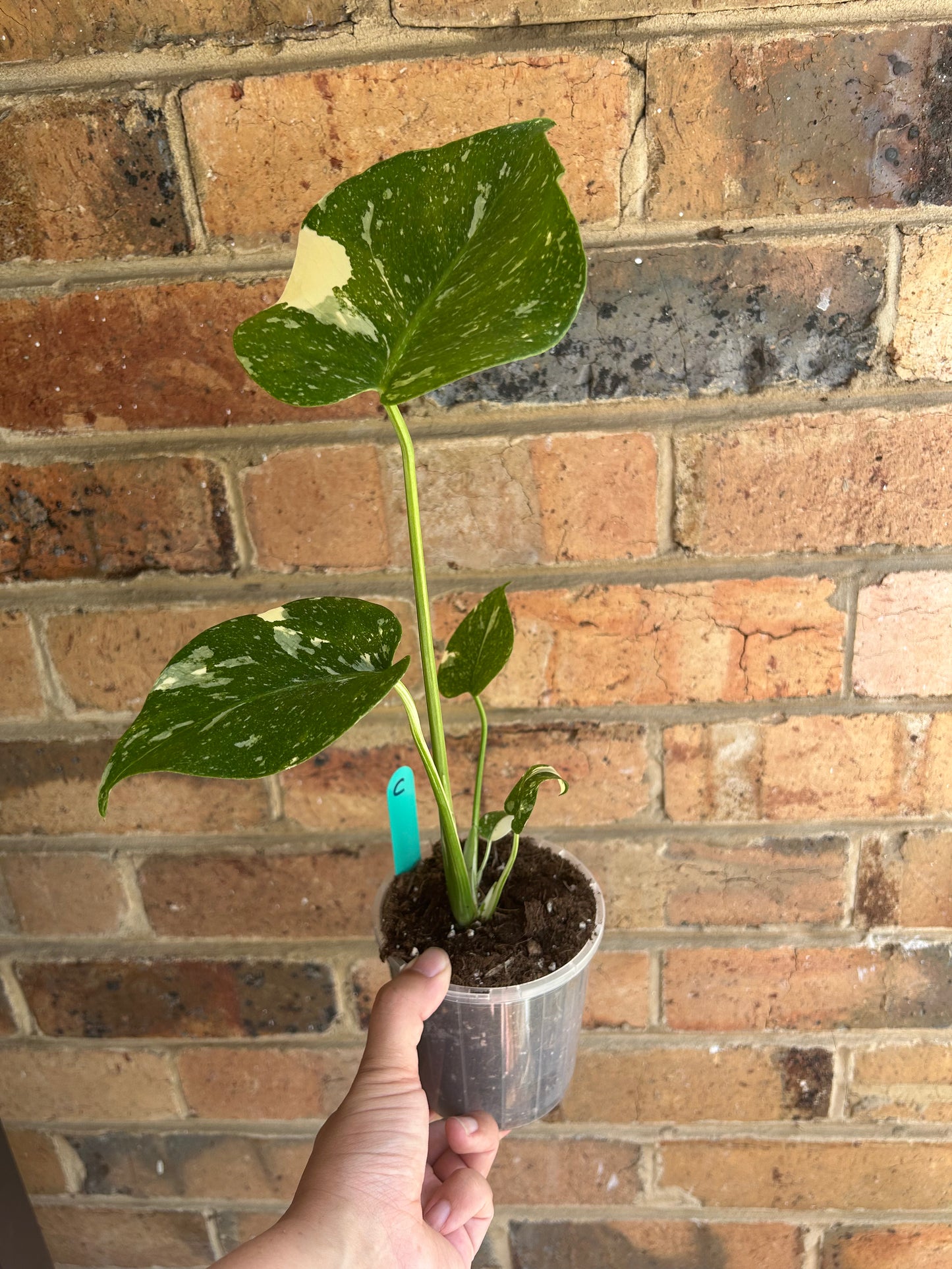 Monstera Deliciosa 'Thai Constellation' 10cm Pot C