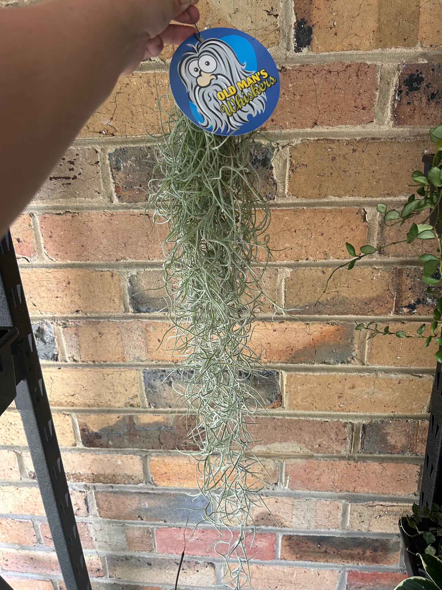 Tillandsia Usneoides "Spanish Moss" Old mans beard