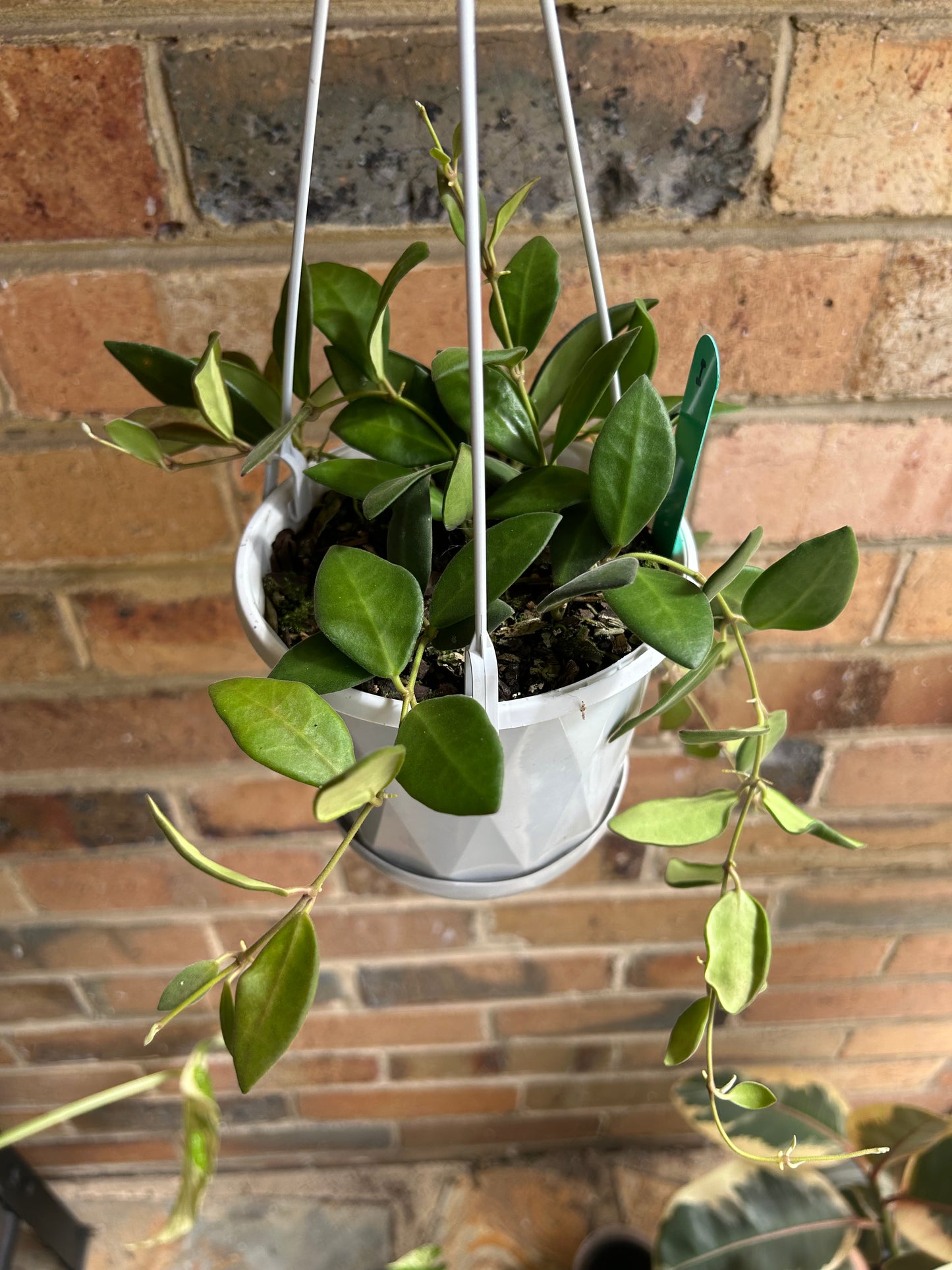 Hoya ‘Honey Dew’ / Hoya sp. aff. burtoniae H191 (Collection No 15) Multi-Planted 13cm Hanging Pot