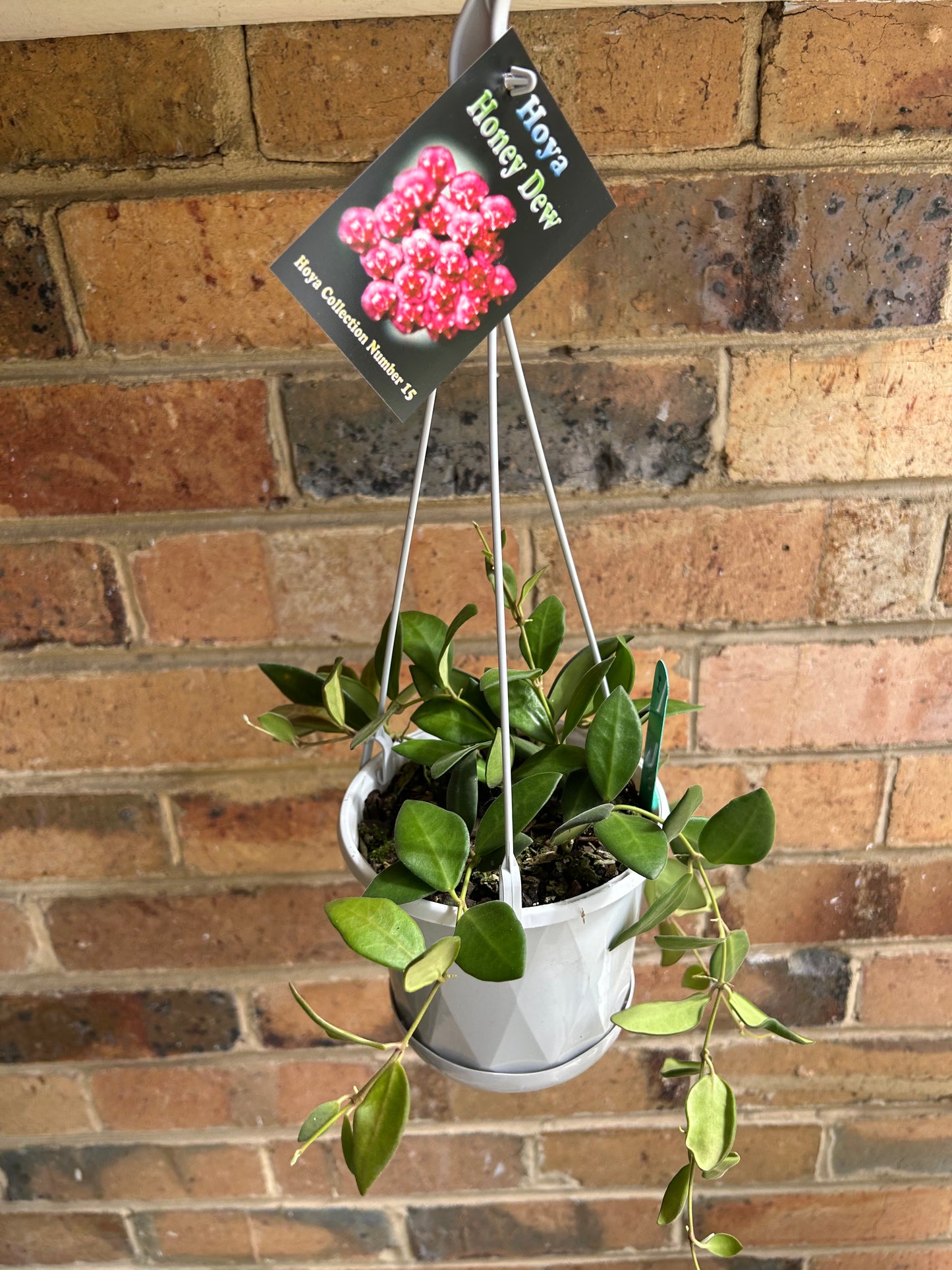 Hoya ‘Honey Dew’ / Hoya sp. aff. burtoniae H191 (Collection No 15) Multi-Planted 13cm Hanging Pot