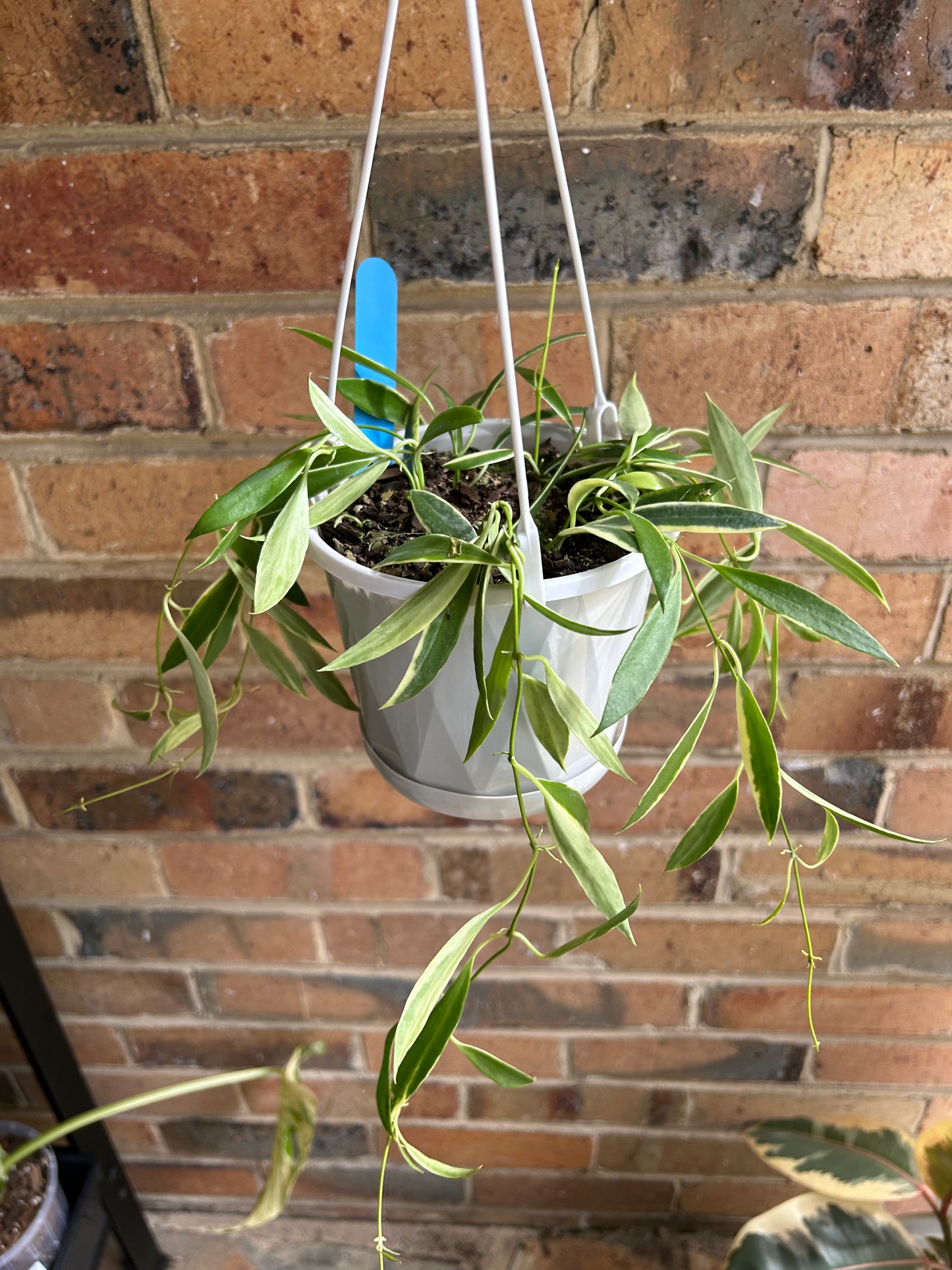 Hoya tsangii ‘Albomarginata’ (Collection 133) Multi-Planted 13cm Hanging Blue