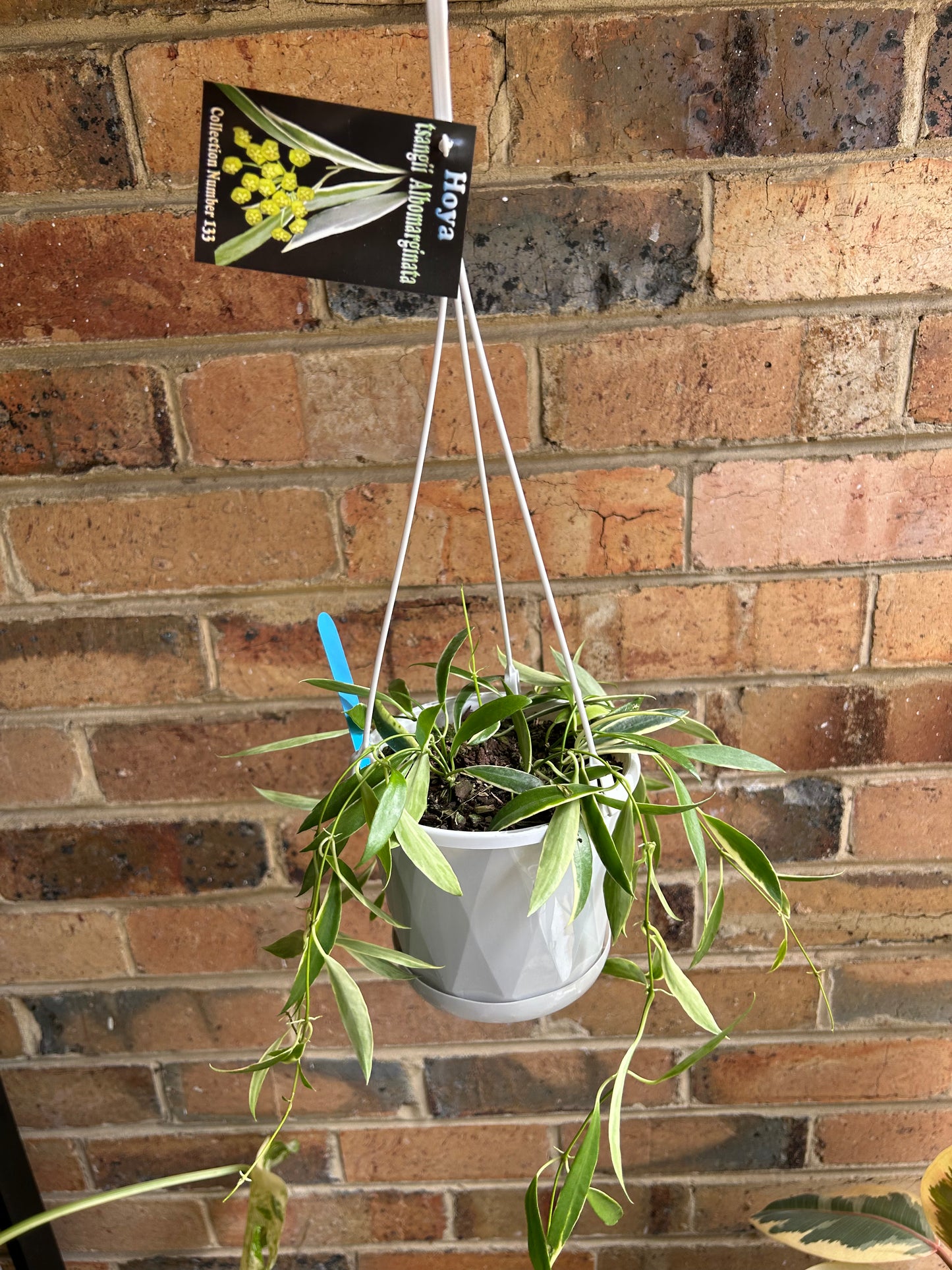 Hoya tsangii ‘Albomarginata’ (Collection 133) Multi-Planted 13cm Hanging Blue