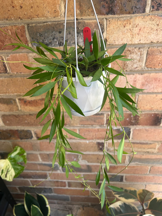 Hoya tsangii (syn. Hoya odetteae) – Odette’s Hoya (Collection No 95) Multi-Planted 13cm Hanging Pot C4