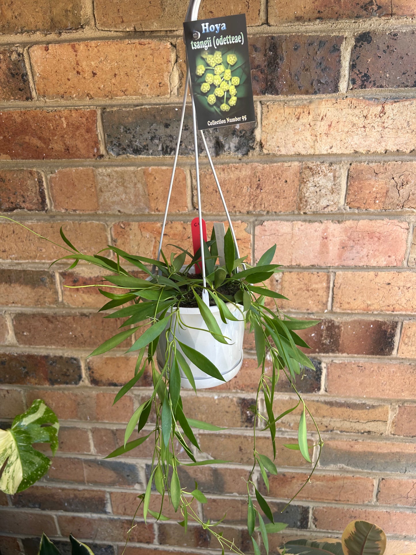 Hoya tsangii (syn. Hoya odetteae) – Odette’s Hoya (Collection No 95) Multi-Planted 13cm Hanging Pot C4