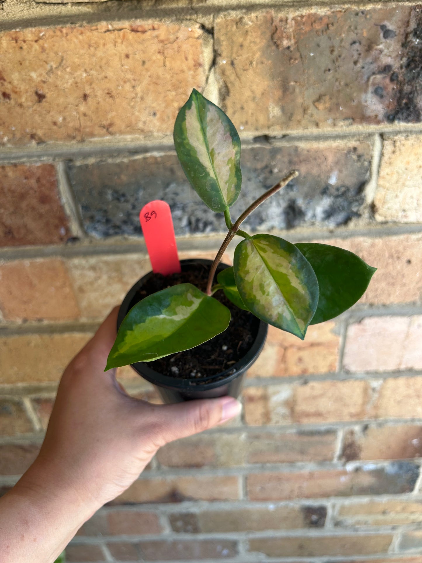 Hoya Australis 'Lisa' (Collection Number 142) 9cm Pot