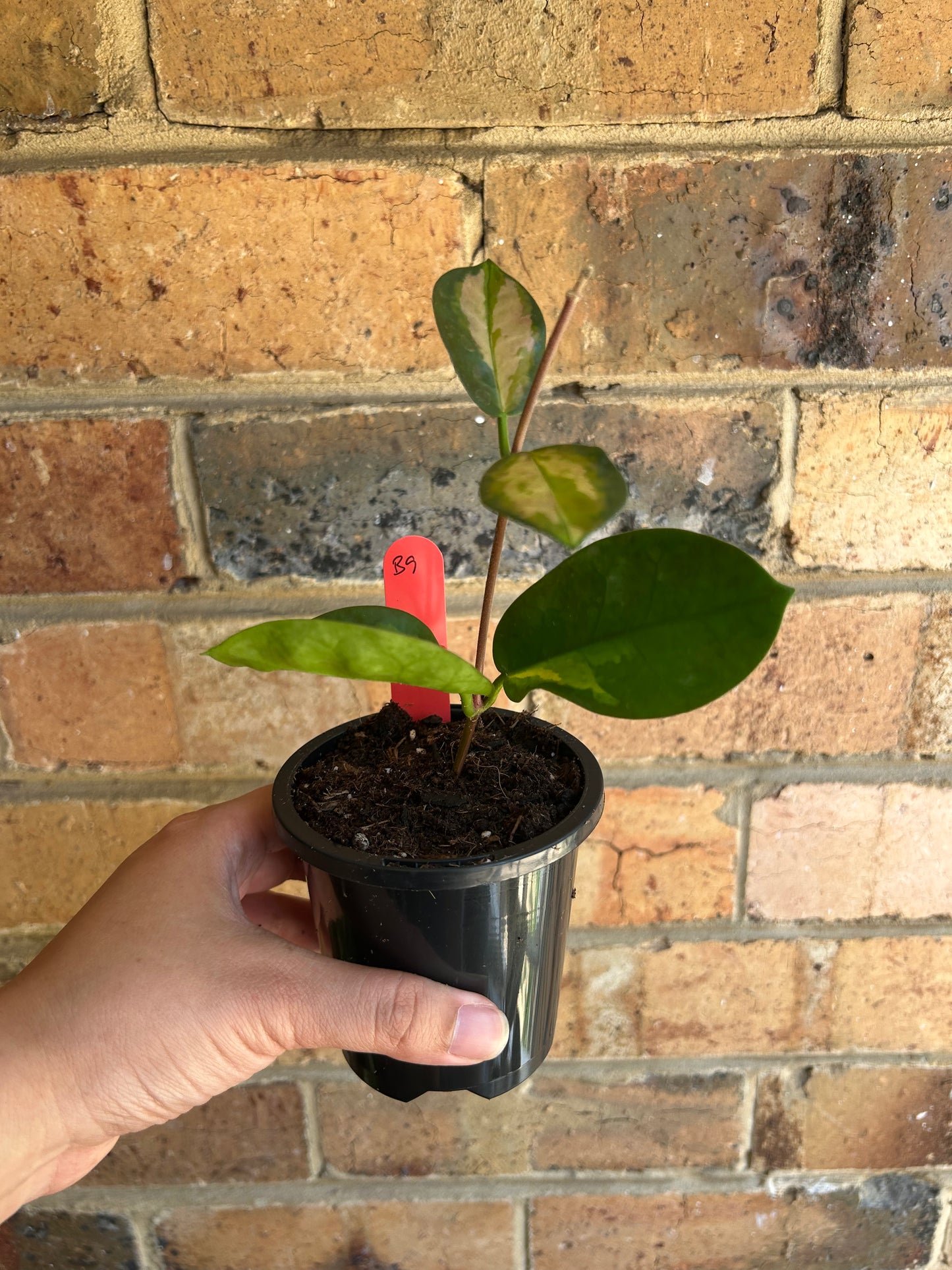 Hoya Australis 'Lisa' (Collection Number 142) 9cm Pot