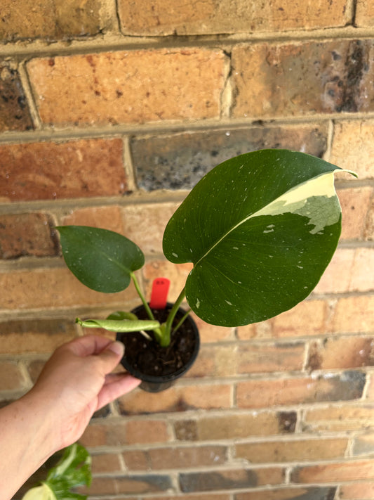 Monstera Deliciosa 'Thai Constellation' 9cm pot B3