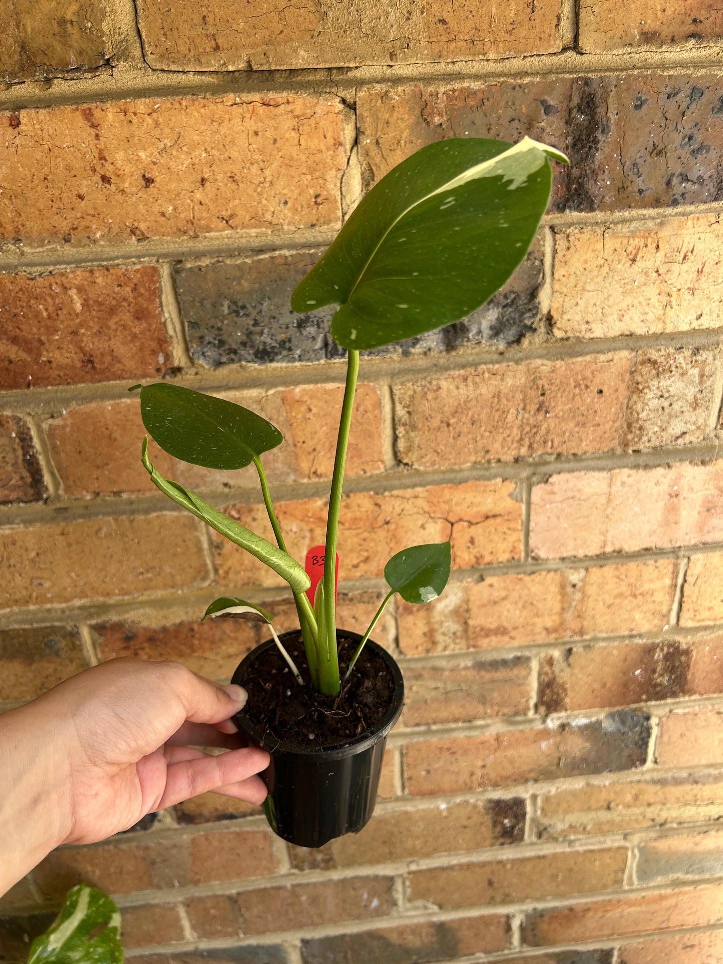 Monstera Deliciosa 'Thai Constellation' 9cm pot B3