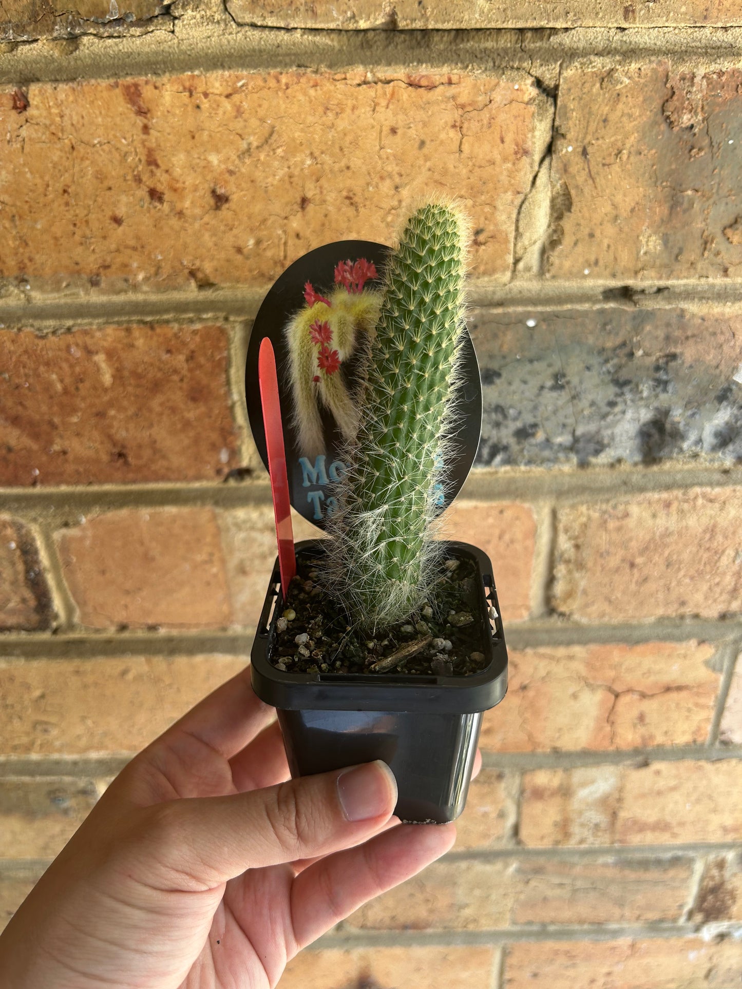 Monkey Tail Cactus 7cm Pot Red