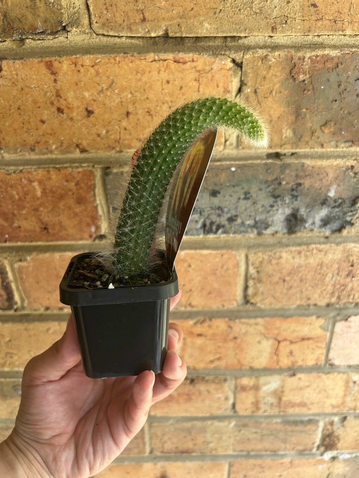 Monkey Tail Cactus 7cm Pot Red