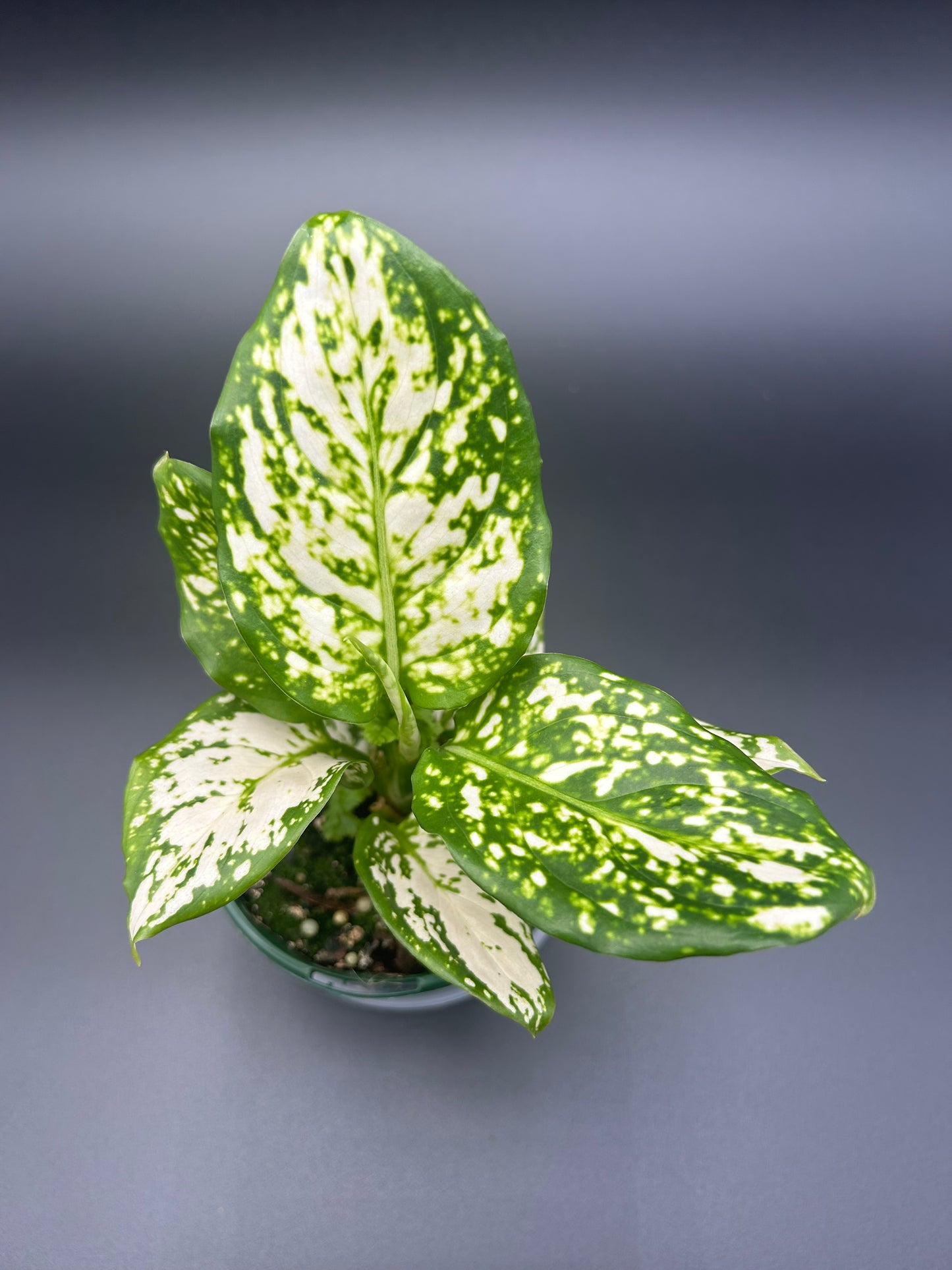 Aglaonema hybrid Snow White in 10cm