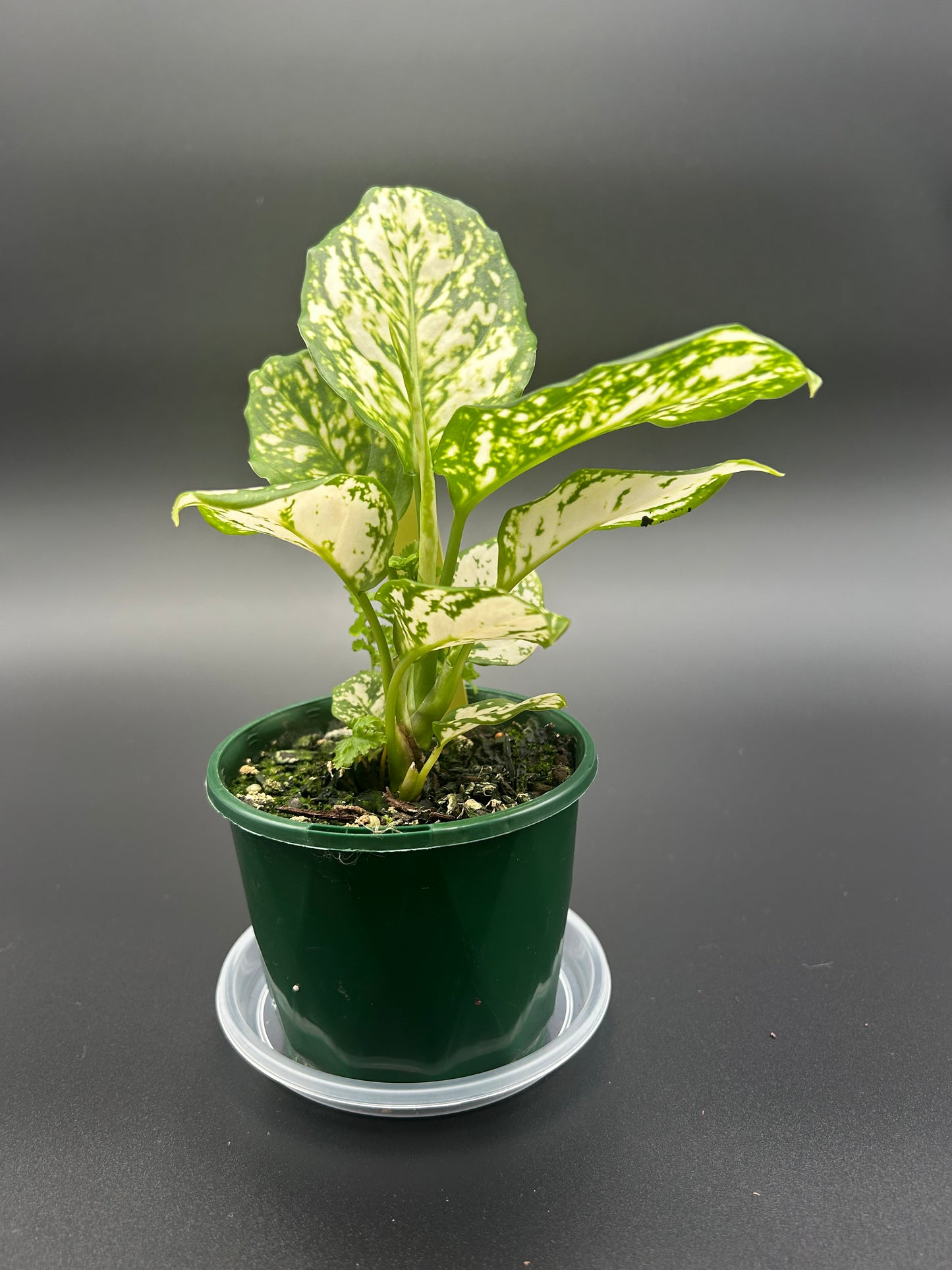 Aglaonema hybrid Snow White in 10cm