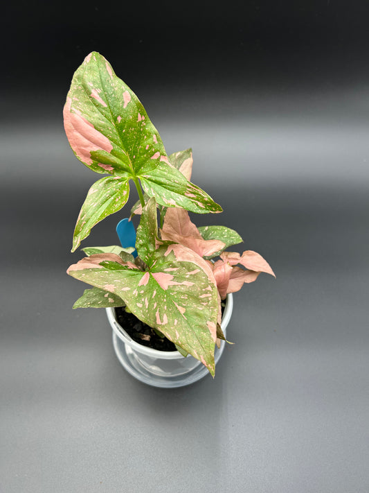 Syngonium Red Spot 13cm Pot Blue Tag