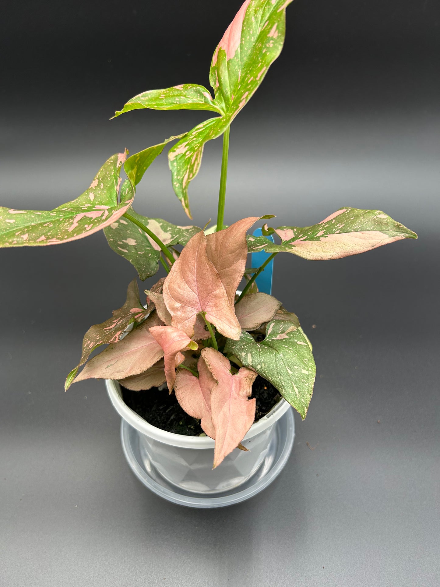 Syngonium Red Spot 13cm Pot Blue Tag