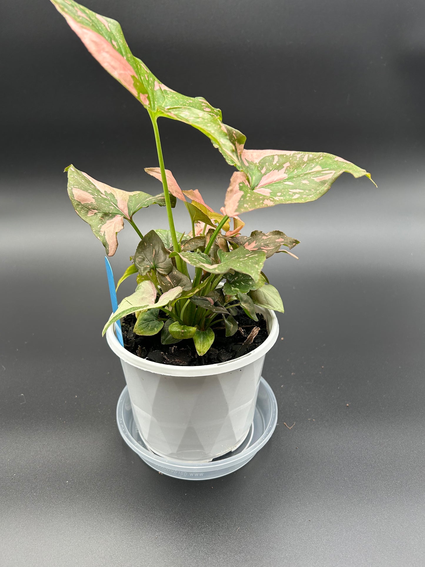 Syngonium Red Spot 13cm Pot Blue Tag