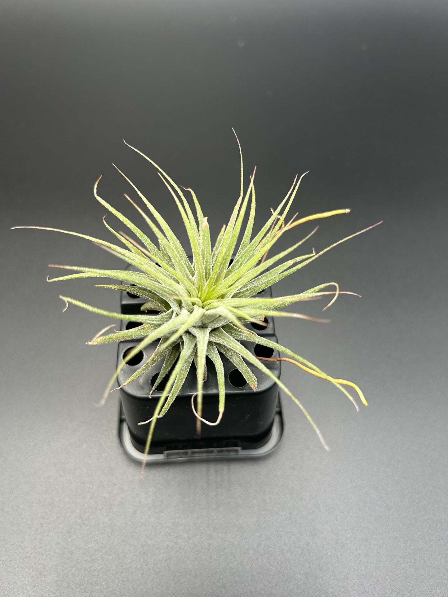 Tillandsia Ionatha Mexico