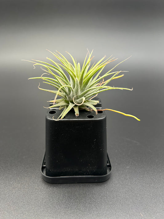 Tillandsia Ionatha Mexico