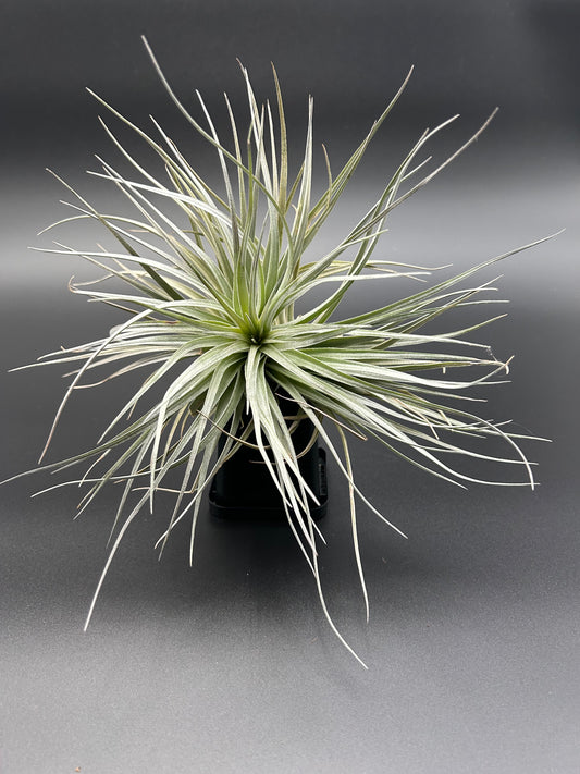 Tillandsia Houston