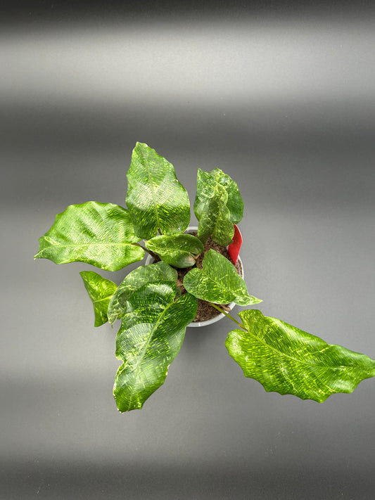 Variegated Calathea Musaica (Network Calathea) 10cm Pot