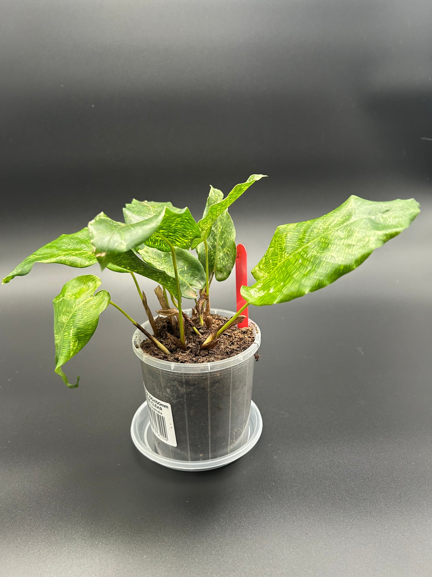 Variegated Calathea Musaica (Network Calathea) 10cm Pot