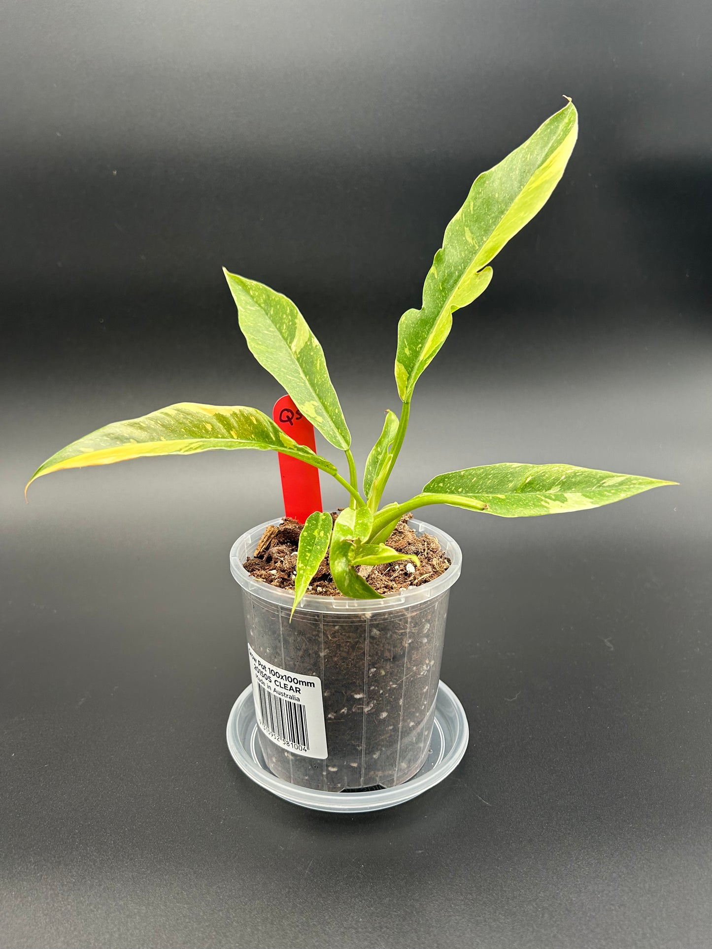 Philodendron Ring of Fire 10cm Pot Q5