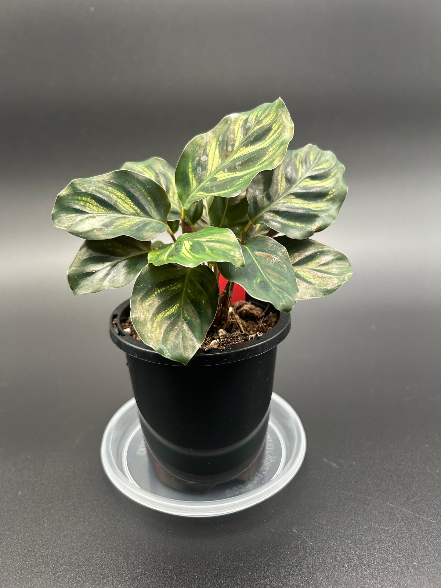 Calathea Makoyana (Peacock Plant) in 9cm Pot C3