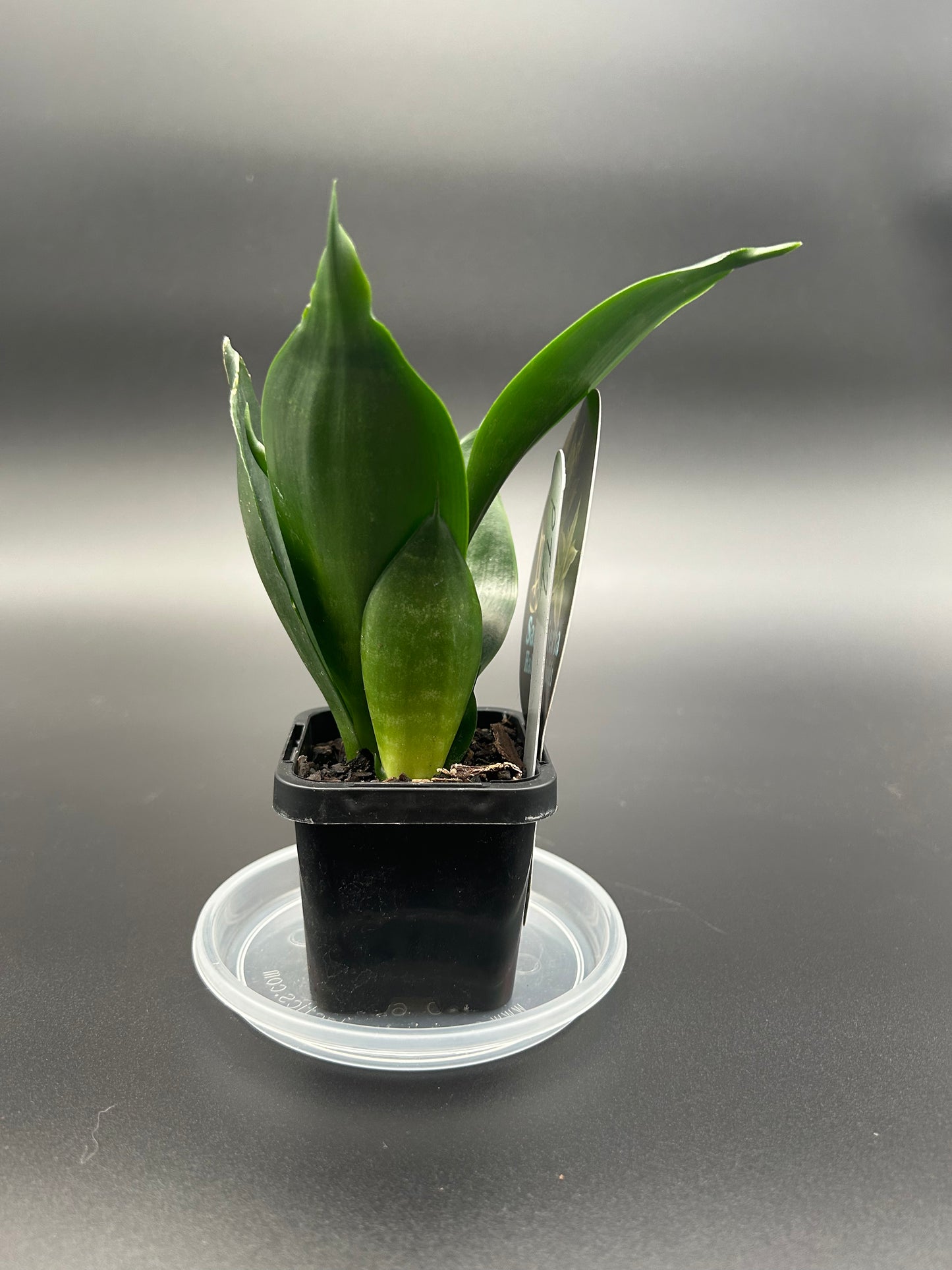 Sansevieria Hahnii Hybrid 7cm Pot