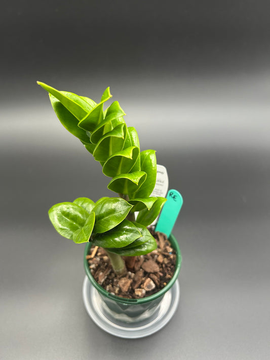 Zamioculcas zamiifolia ‘Zenzii’ 10cm Pot