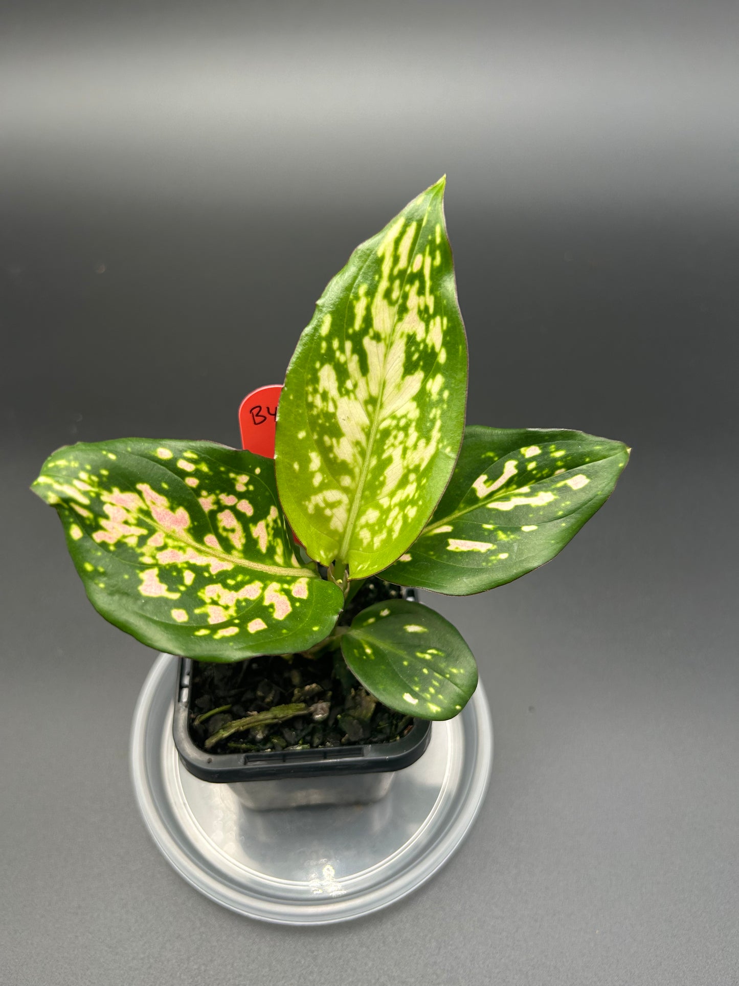 Aglaonema hybrid 7cm Pot