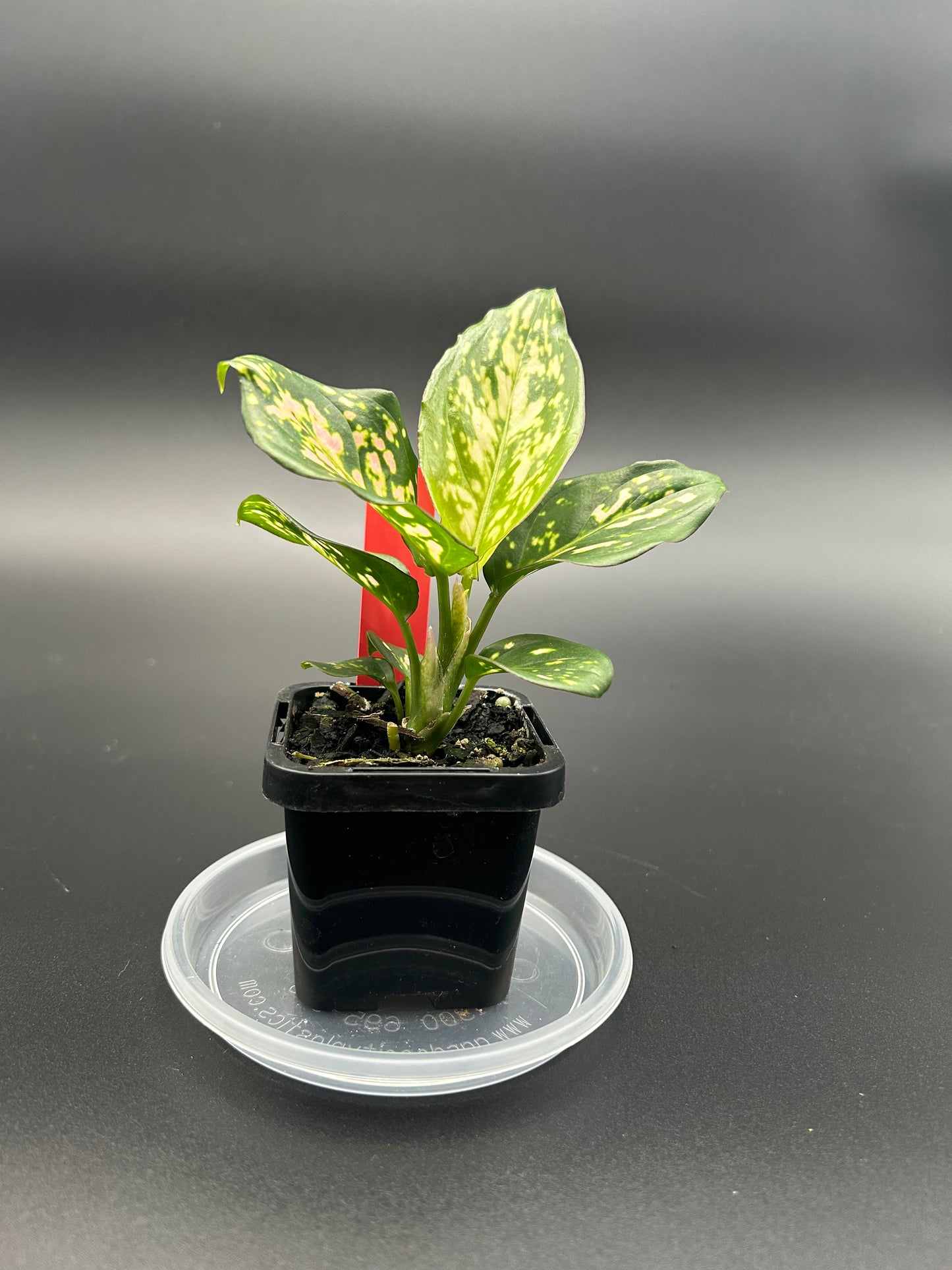 Aglaonema hybrid 7cm Pot