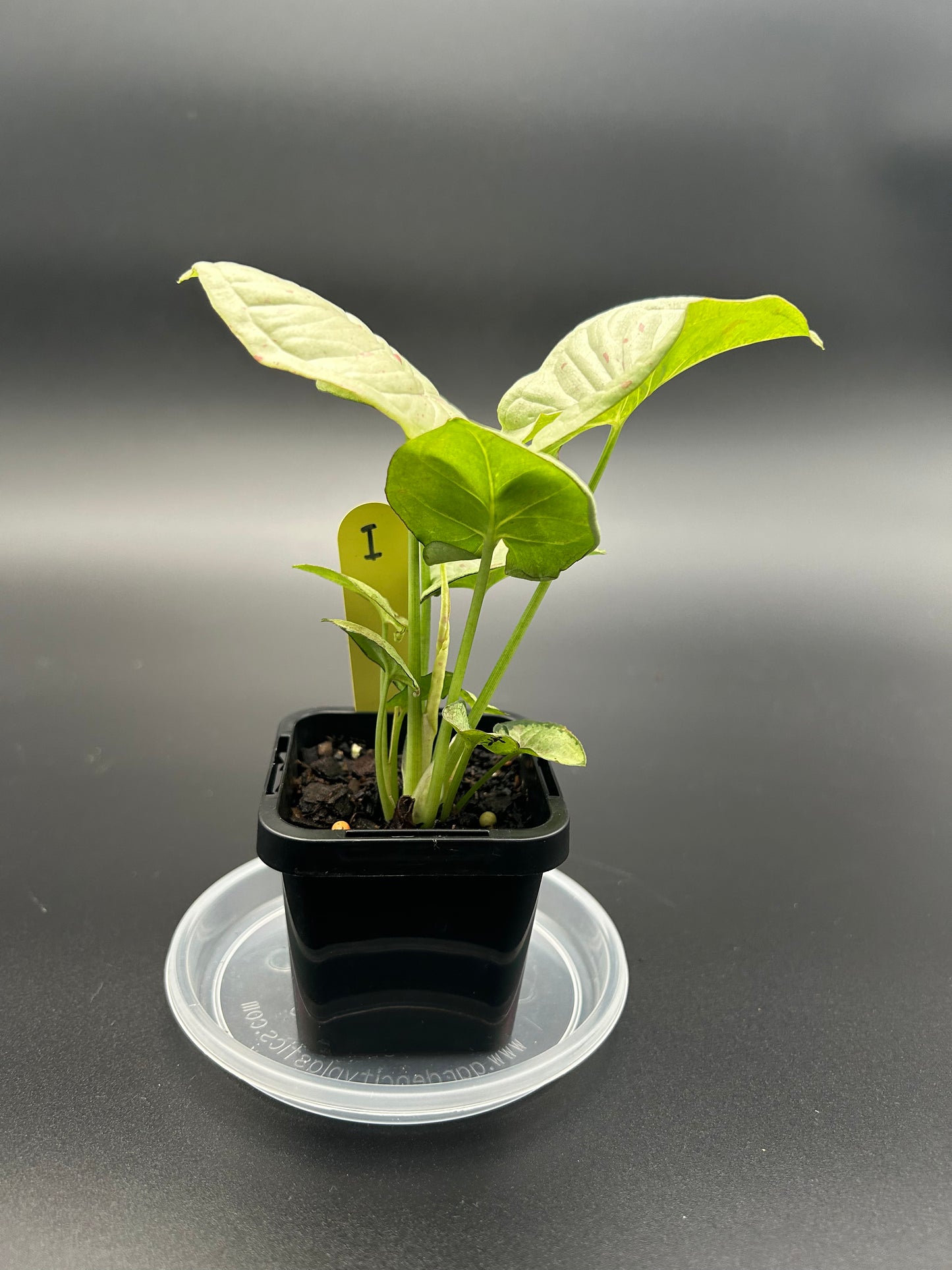 Syngonium podophyllum ‘Confetti’ 7cm Pot