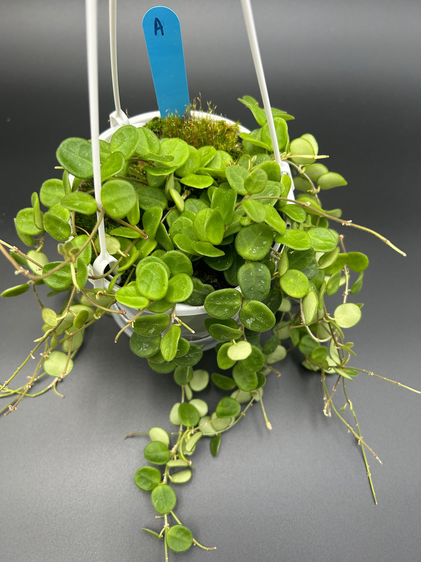 Hoya Serpens (Collection number 7) Multi-planted in 13cm Hanging pot