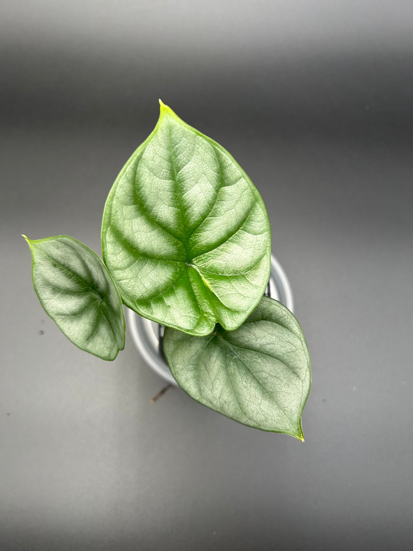 Alocasia Dragon Scale 7cm Pot