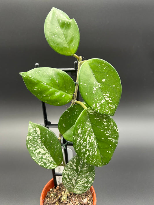 Hoya Carnosa (Large Form) 10cm Pot (white tag)