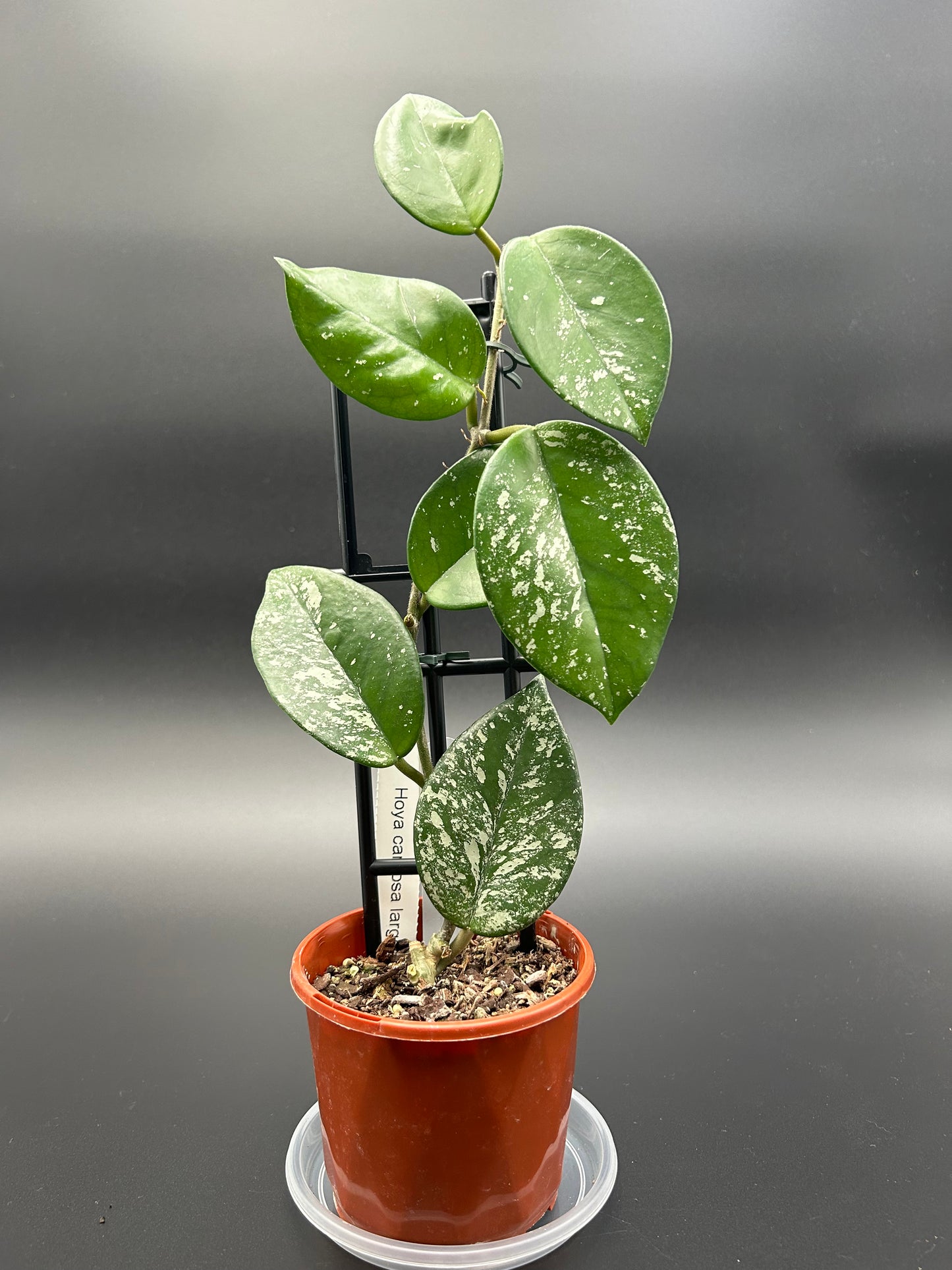 Hoya Carnosa (Large Form) 10cm Pot (white tag)