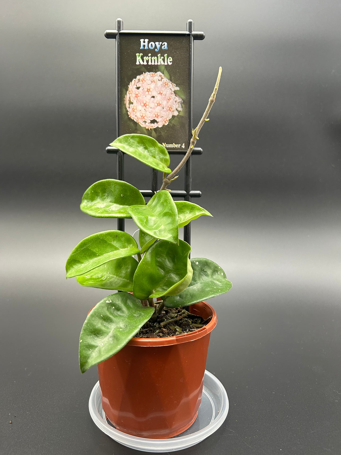 Hoya Krinkle (Collection number 4) in a 10cm Pot