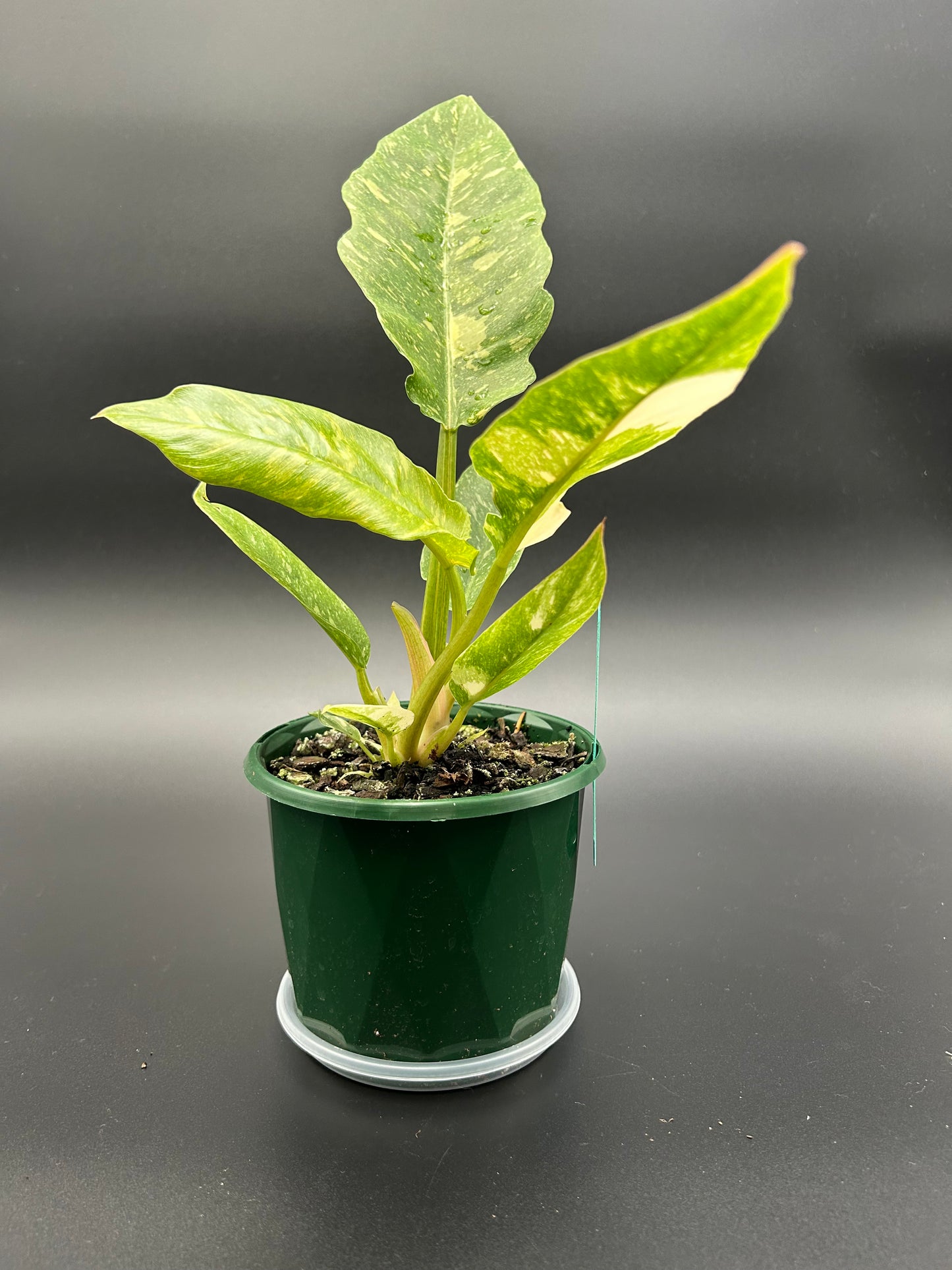 Philodendron Ring of Fire 13cm Pot