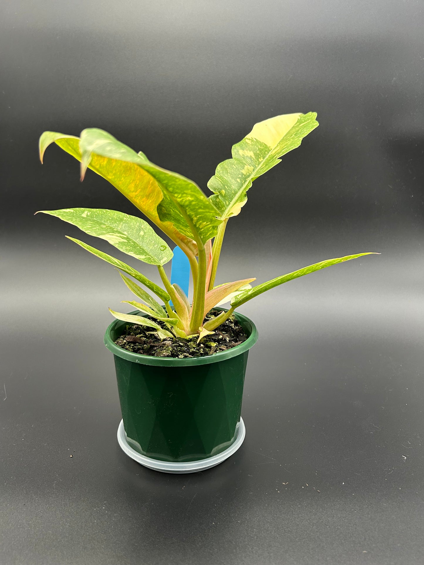 Philodendron Ring of Fire 13cm Pot (blue tag)