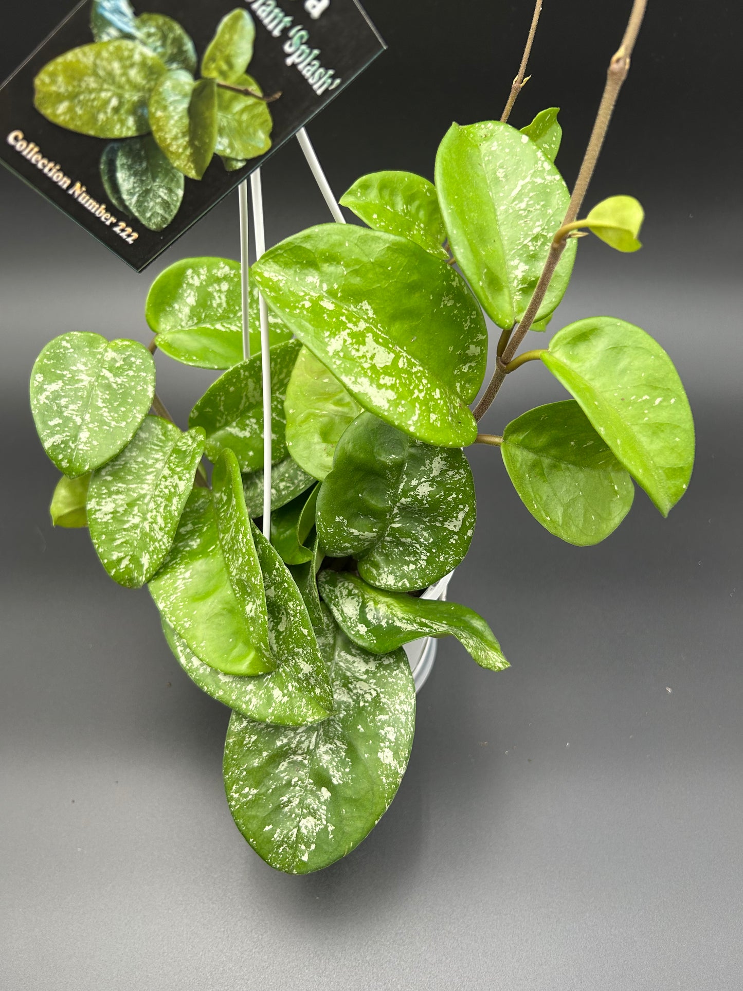 Hoya Krinkle 'Giant Splash' (Collection 222) 13cm Multi-planted Hanging Pot