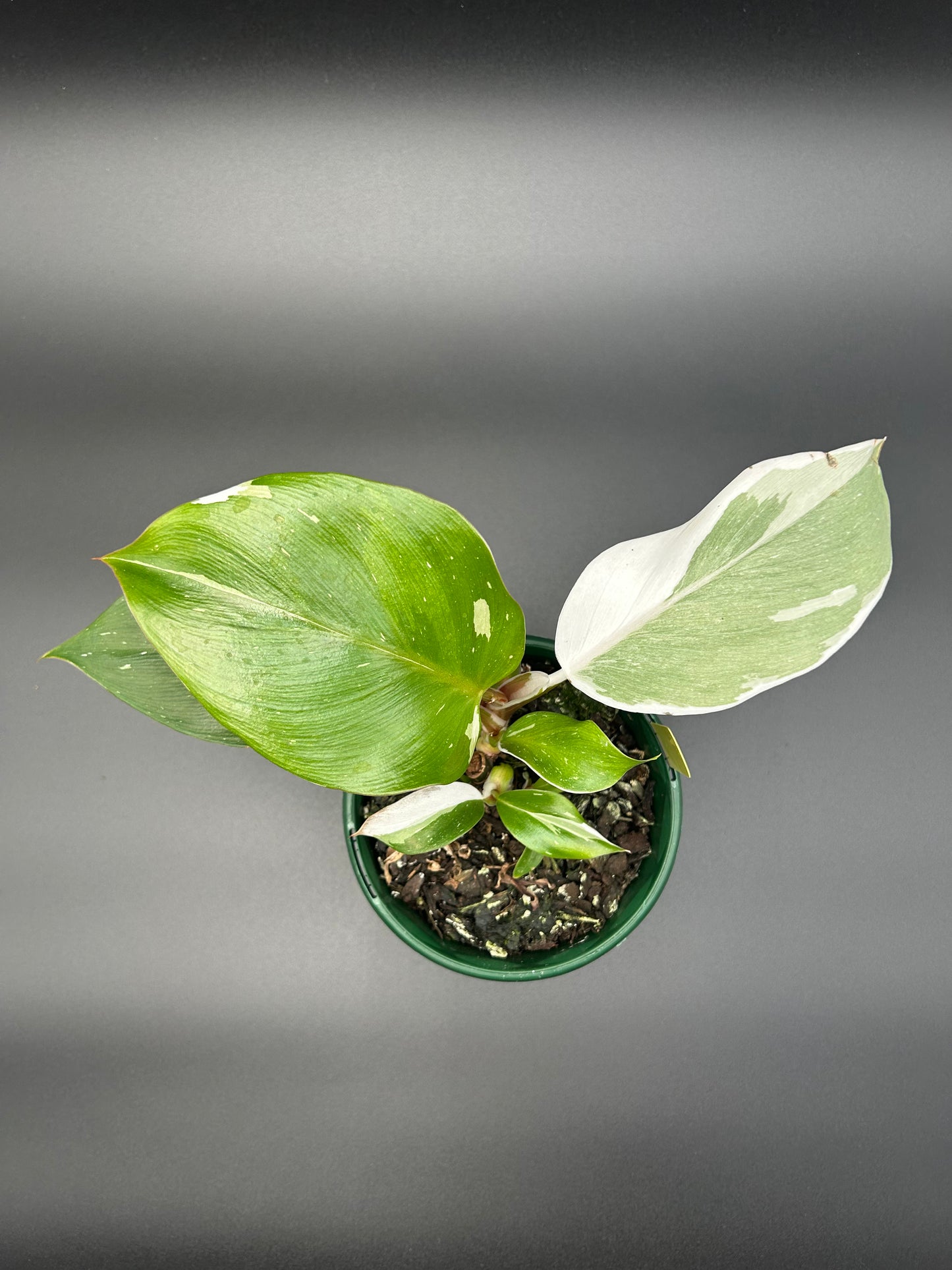 Philodendron White Knight 13cm Pot Yellow